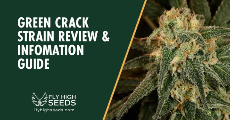 fly high seeds green crack