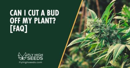 fly high seeds guides can i cut a bud off my plant