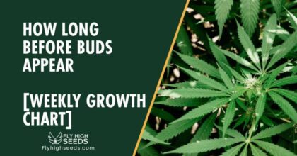 fly high seeds guides how long before buds appear