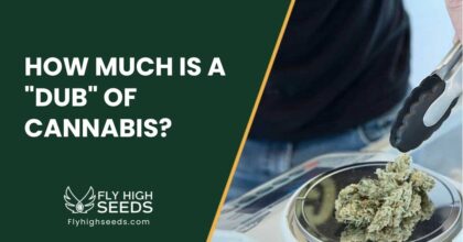 fly high seeds guides how much is a dub