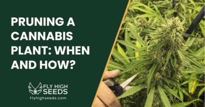 fly high seeds guides pruning a cannabis plant