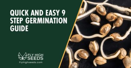 fly high seeds guides quick and easy 9 step germination guide