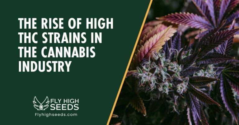 fly high seeds guides the rise of high thc strains in the cannabis industry