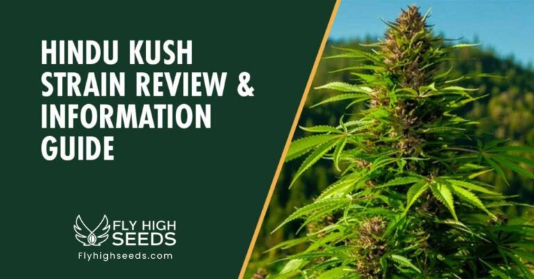 fly high seeds hindu kush