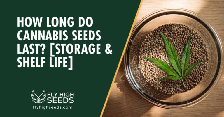 fly high seeds how long do cannabis seeds last