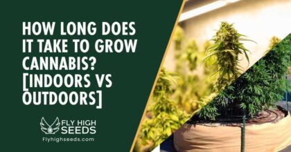 fly high seeds how long does it take to grow weed