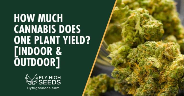fly high seeds how much cannabis does one plant yield