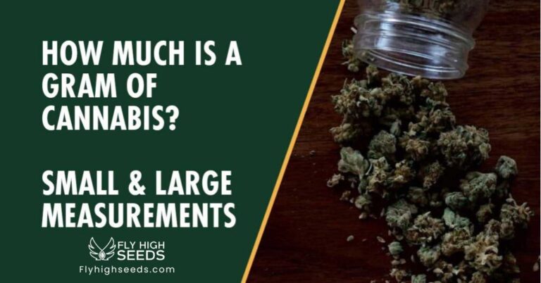 fly high seeds how much is a gram of cannabis small large measurement