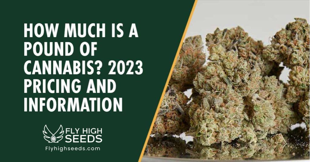 fly high seeds how much is a pound of cannabis