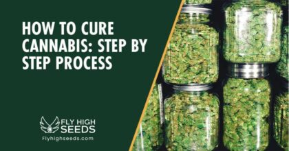 fly high seeds how to cure weed
