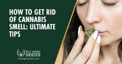 fly high seeds how to get rid of cannabis smell