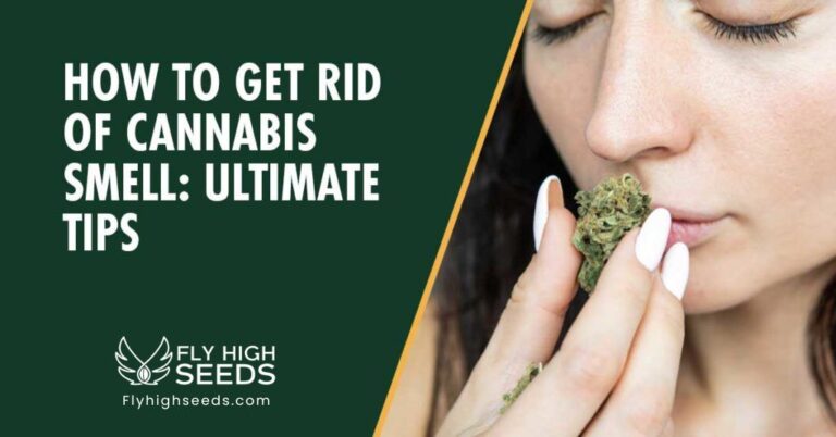 fly high seeds how to get rid of cannabis smell