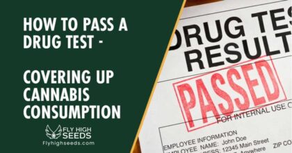 fly high seeds how to pass a drug test