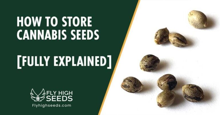 fly high seeds how to store cannabis seeds