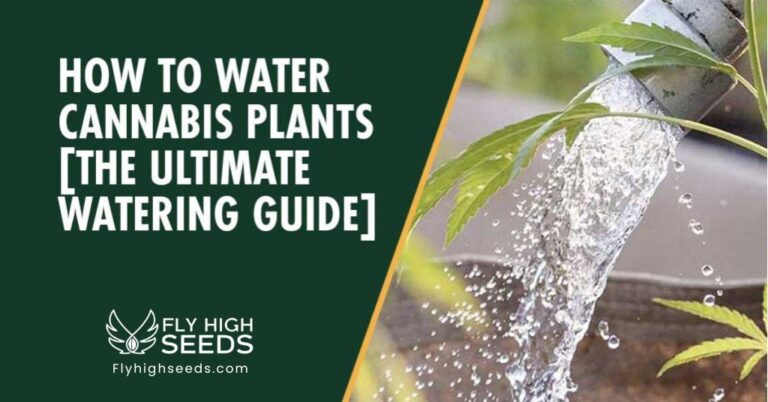 fly high seeds how to water cannabis plants