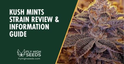 fly high seeds kush mints