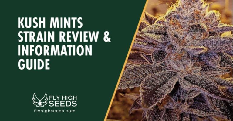 fly high seeds kush mints