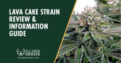 fly high seeds lava cake
