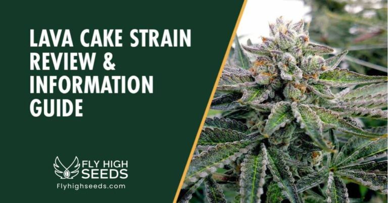 fly high seeds lava cake
