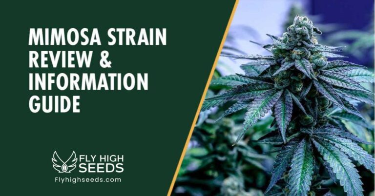 fly high seeds mimosa