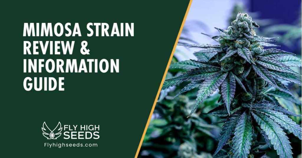 fly high seeds mimosa