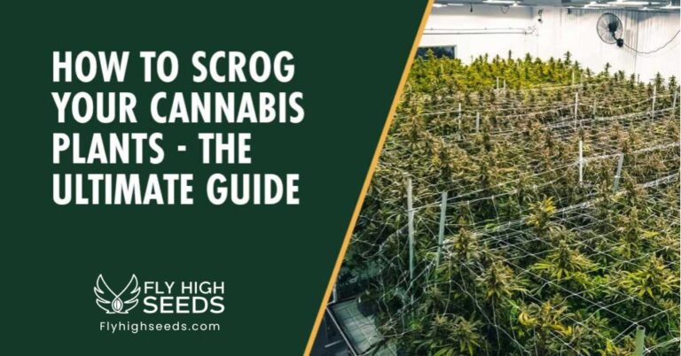 fly high seeds scrog