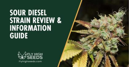 fly high seeds sour diesel