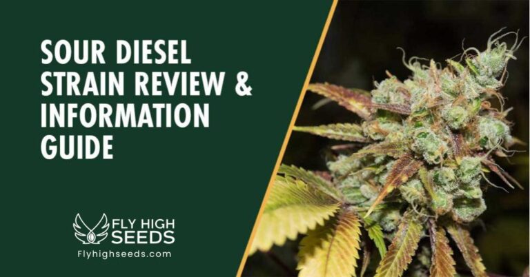 fly high seeds sour diesel
