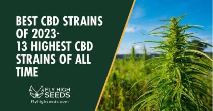 fly high seeds strains high cbd strains