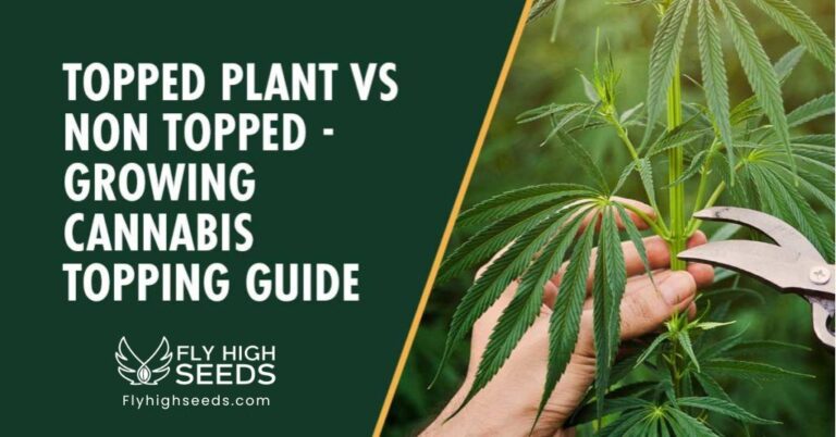 fly high seeds topped plant vs non topped