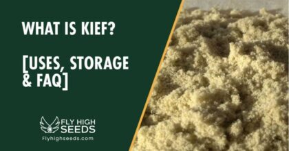 fly high seeds what is kief uses storage faq