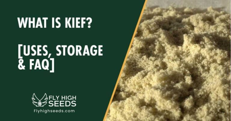 fly high seeds what is kief uses storage faq
