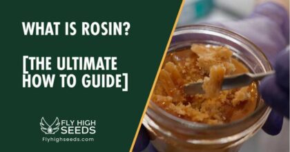 fly high seeds what is rosin