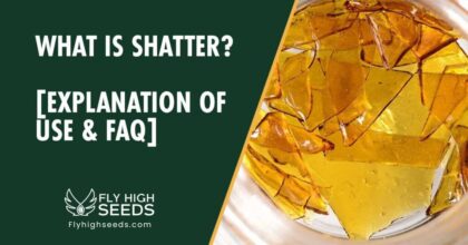 fly high seeds what is shatter