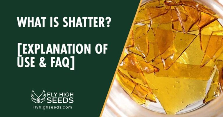 fly high seeds what is shatter