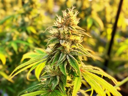 Close-up of cannabis plant with yellowing fan leaves and maturing buds, showing early signs of when to harvest cannabis.