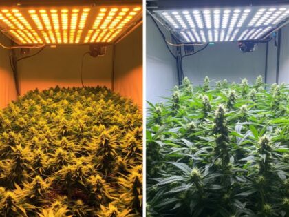 "Hydroponic cannabis growing indoors with LED lights and outdoors in a greenhouse environment