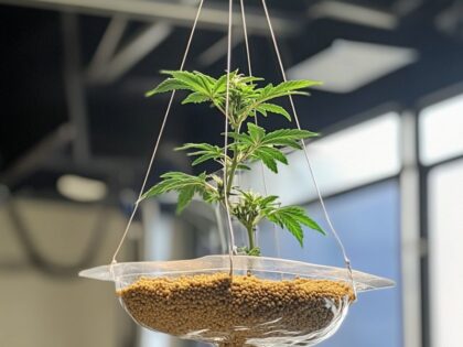 "Hydroponic cannabis supported by clay pebbles, coco coir, and rockwool without soil in indoor grow system