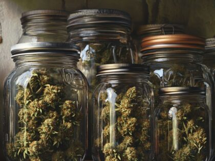 Glass mason jars with cannabis buds stored in a dark space, showing ideal containers for how to cure cannabis while protecting it from air and light exposure