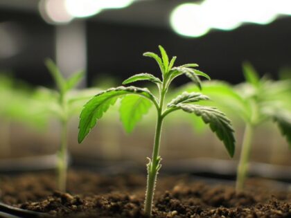 Cannabis seedlings under grow lights during the seedling stage, showing early growth conditions that influence how long does it take to grow cannabis.