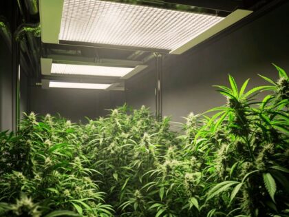 Well-ventilated indoor cannabis grow room with air filtration system to support healthy plant development — essential for understanding how long does it take to grow cannabis.