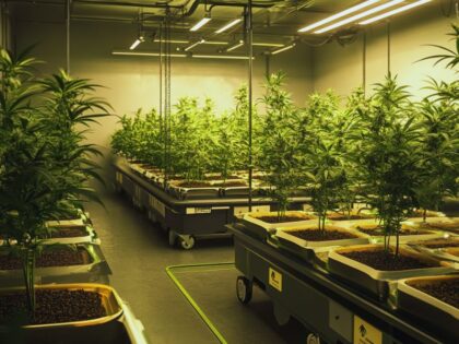 Professional cannabis grow room with healthy seedlings and labeled seed packets from reputable seed banks in the US.