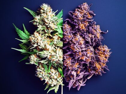 Cannabis buds being trimmed—wet vs. dry trim methods shown, highlighting the importance of timing in when to harvest cannabis.