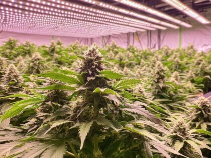 Hydroponic cannabis plants growing indoors with large yields under LED lights