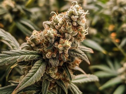 Harvest stage in growing marijuana from seed showing mature buds with cloudy trichomes and reddish pistils, prepared for cutting, drying, and curing.