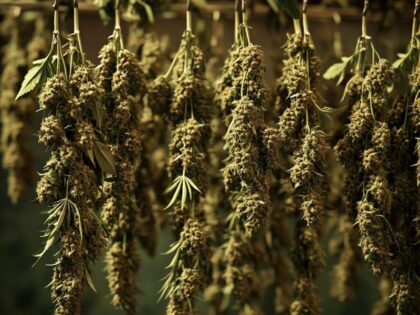 Cannabis buds hang drying in a dark room with good airflow — a key method in learning how to dry weed properly at home.