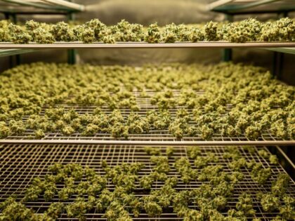 Trimmed cannabis buds drying on mesh racks indoors — a compact and effective method in how to dry weed at home.