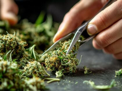 Cannabis trimming process showing hands trimming buds to preserve quality, potency, and appearance.