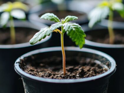 Common mistake in growing marijuana from seed—overwatered seedlings with wet soil and drooping leaves, showing the need for proper moisture control.