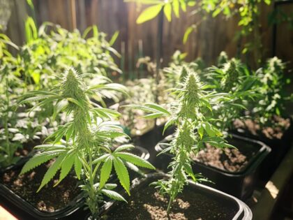 Homegrown cannabis plants at various weed plant stages, highlighting the benefits of controlling each growth phase for healthier and higher-quality buds.